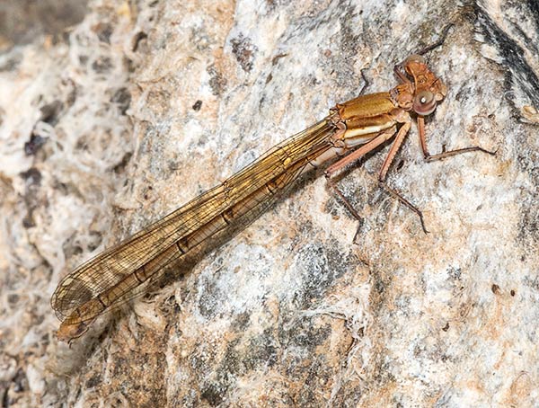 Metacnemis valida Blue Riverjack female